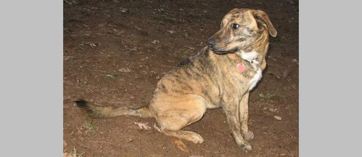 Foto van de Plott Hound
