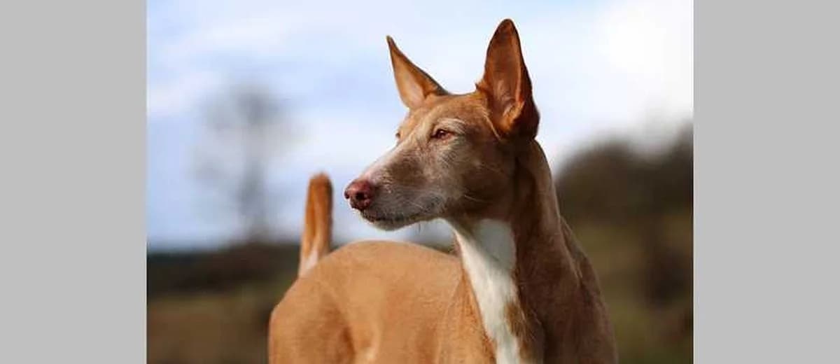 Foto van de Podenco canario