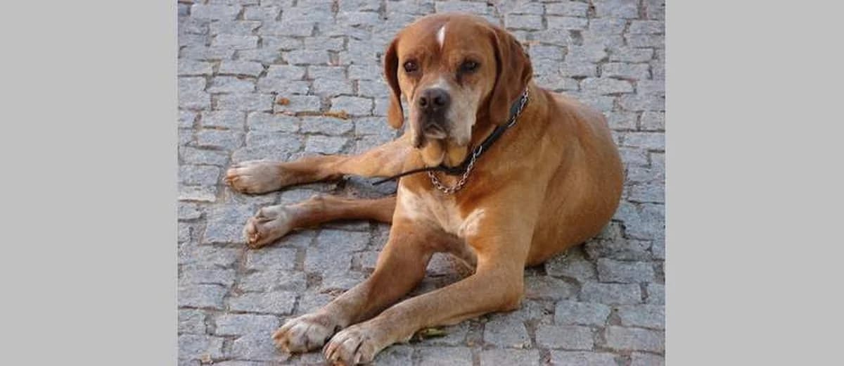 Foto van de Portugese Pointer
