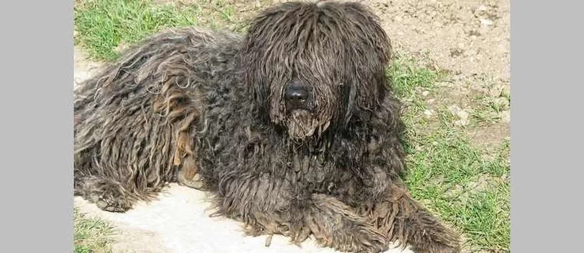 Foto van de Puli