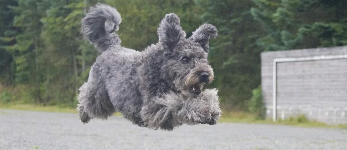 Foto van de Pumi