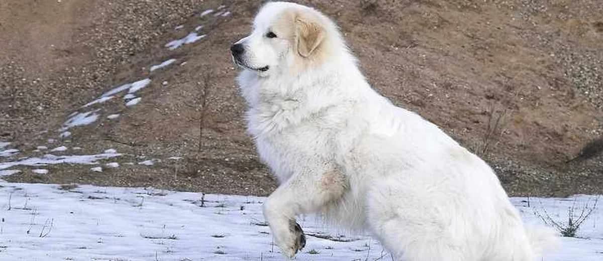 Foto van de Pyrenese berghond