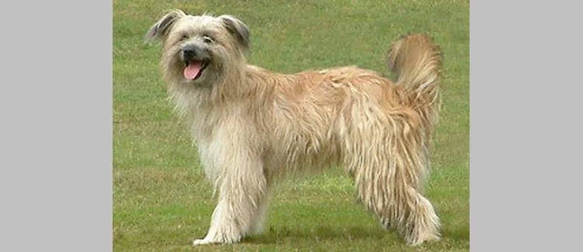 Foto van de Pyrenese herdershond