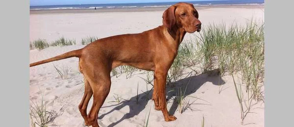 Foto van de Redbone Coonhound