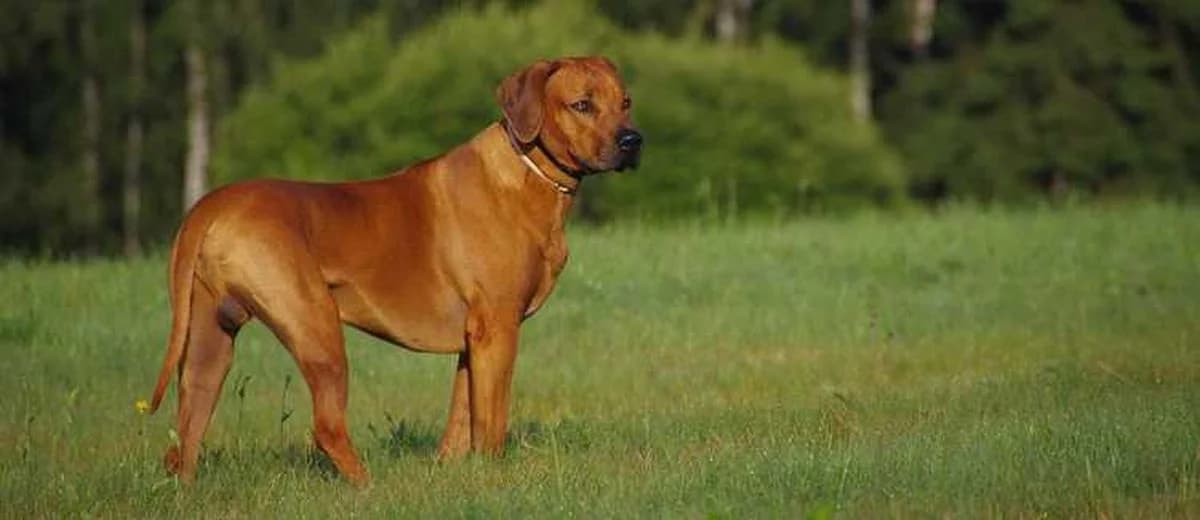 Foto van de Rhodesian Ridgeback