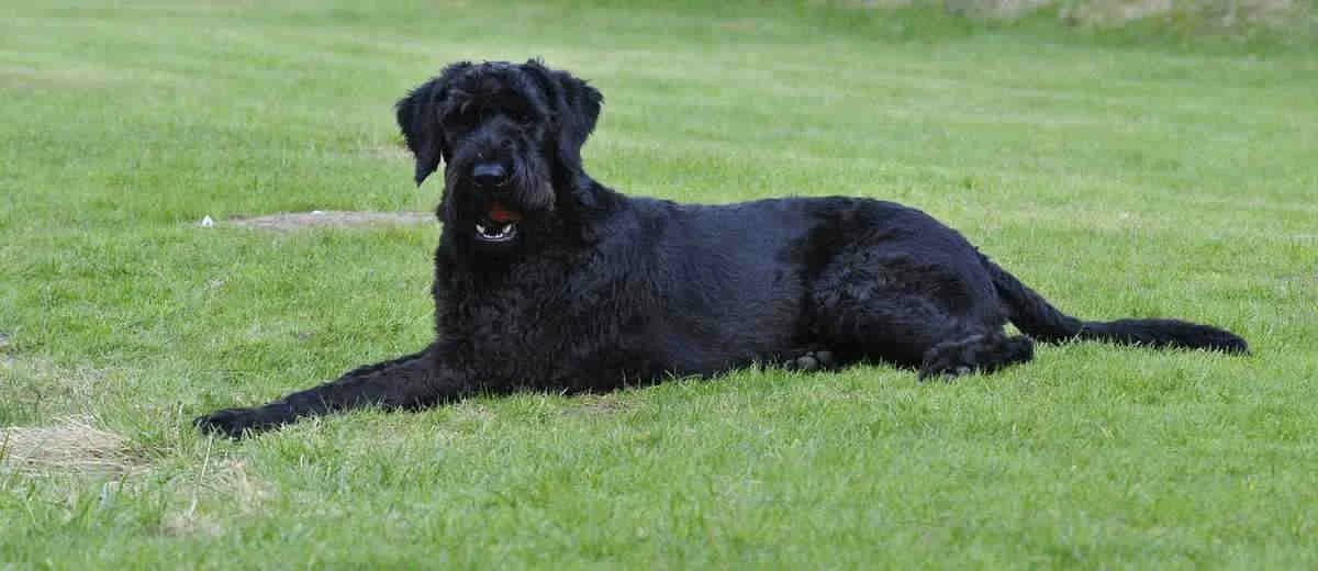 Foto van de Riesenschnauzer