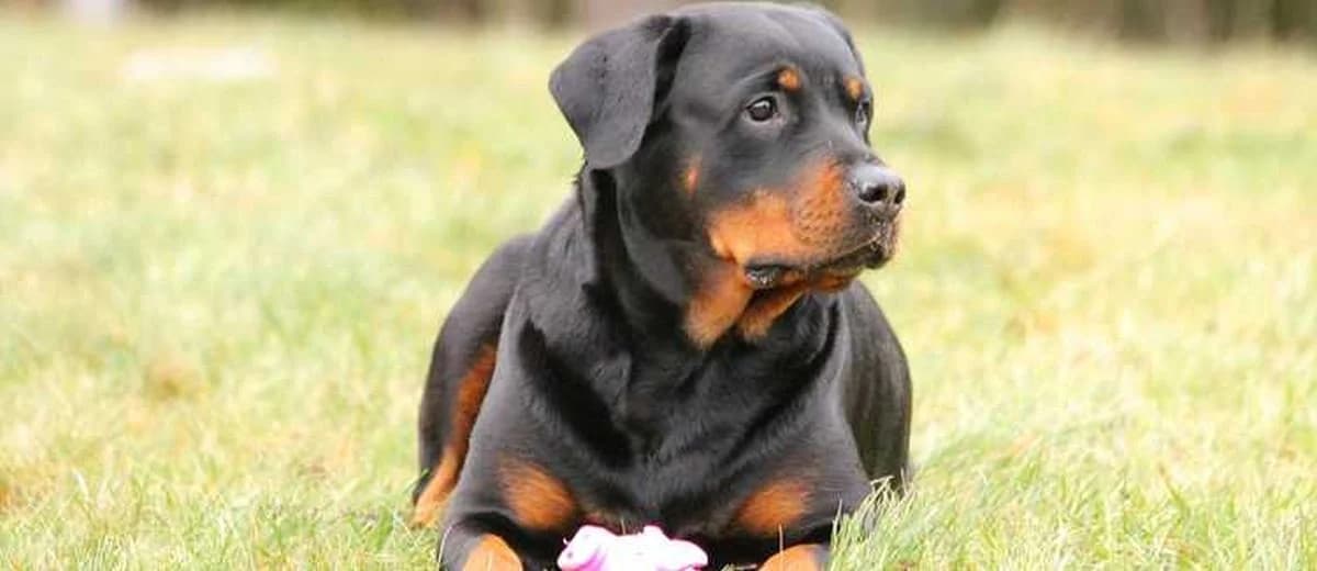 Foto van de Rottweiler