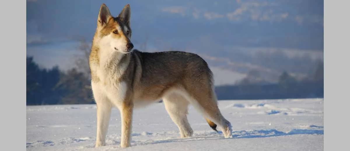 Foto van de Saarlooswolfhond