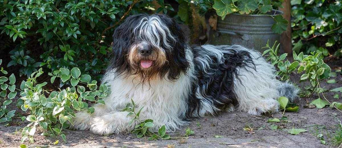 Foto van de Schapendoes