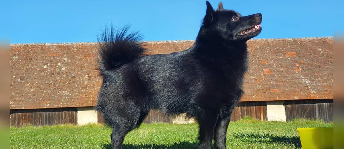 Foto van de Schipperke