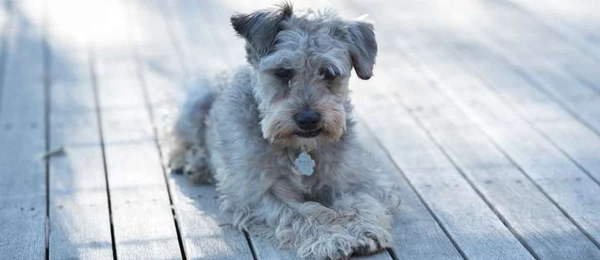 Foto van de Schnoodle