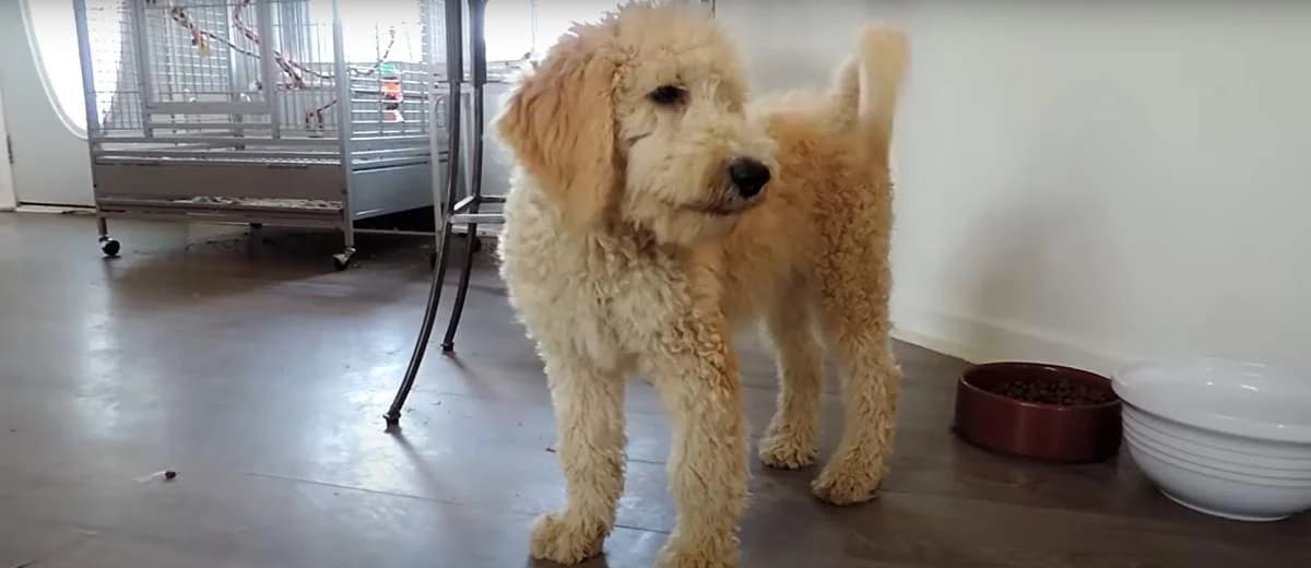 Foto van de Sheepadoodle