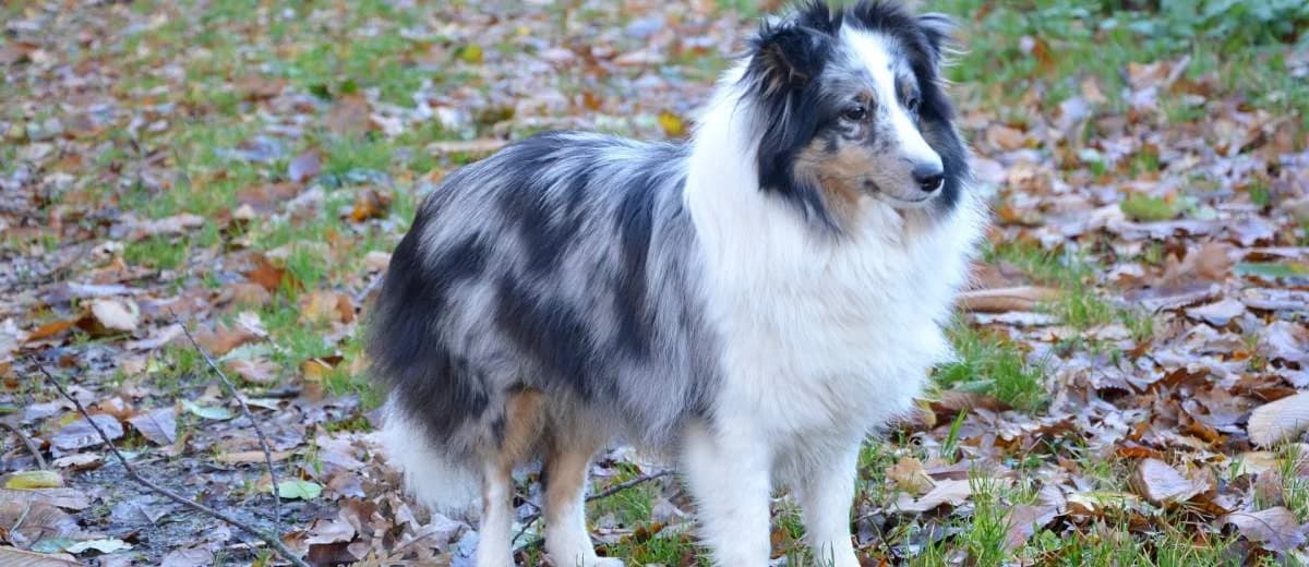 Foto van de Shetland Sheepdog