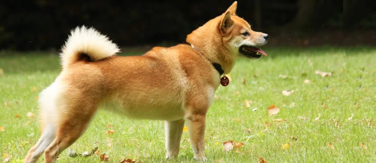 Foto van de Shiba