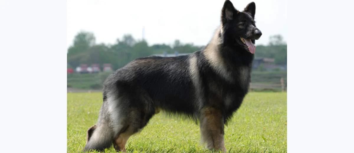 Foto van de Shiloh Shepherd