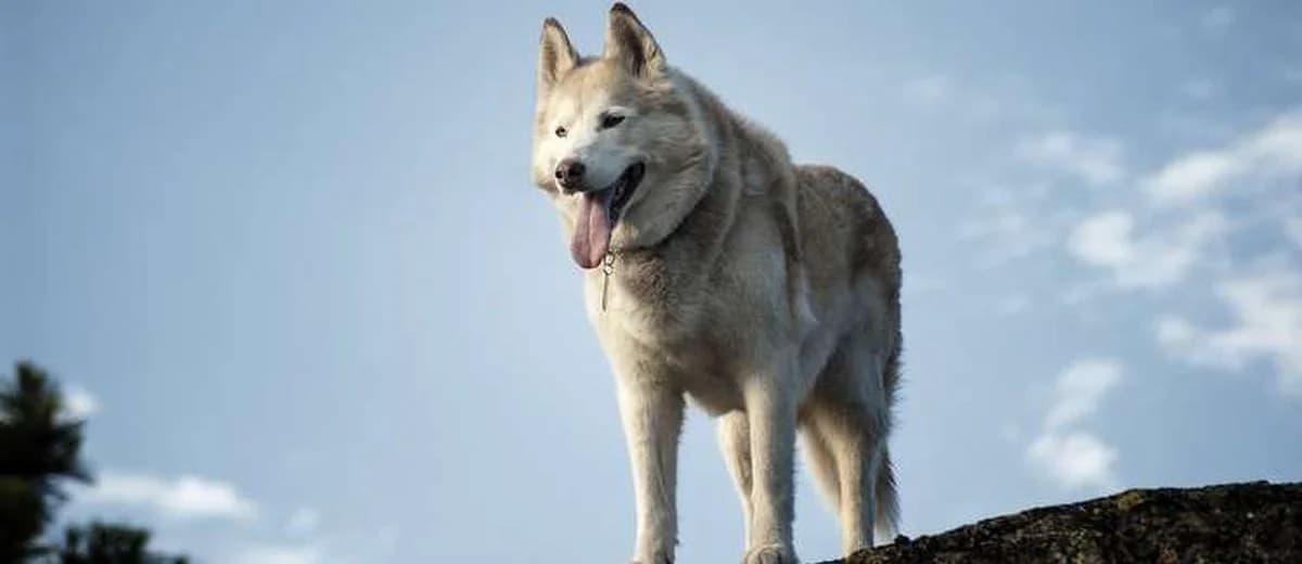 Foto van de Siberian Husky