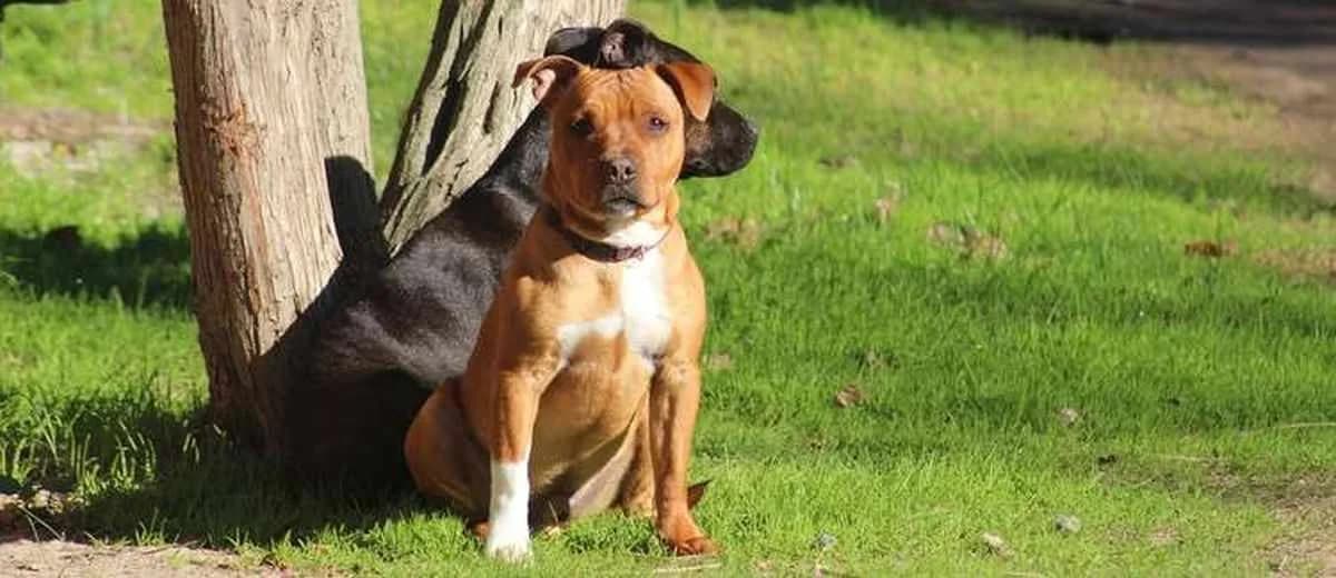 Foto van de Staffordshire-bulterriër