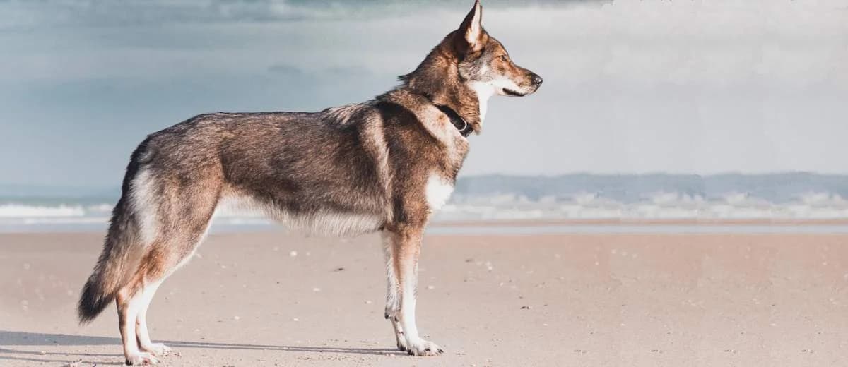 Foto van de Tamaskan