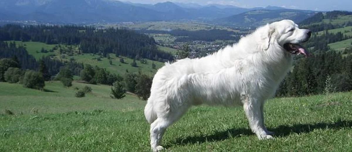 Foto van de Tatra hond
