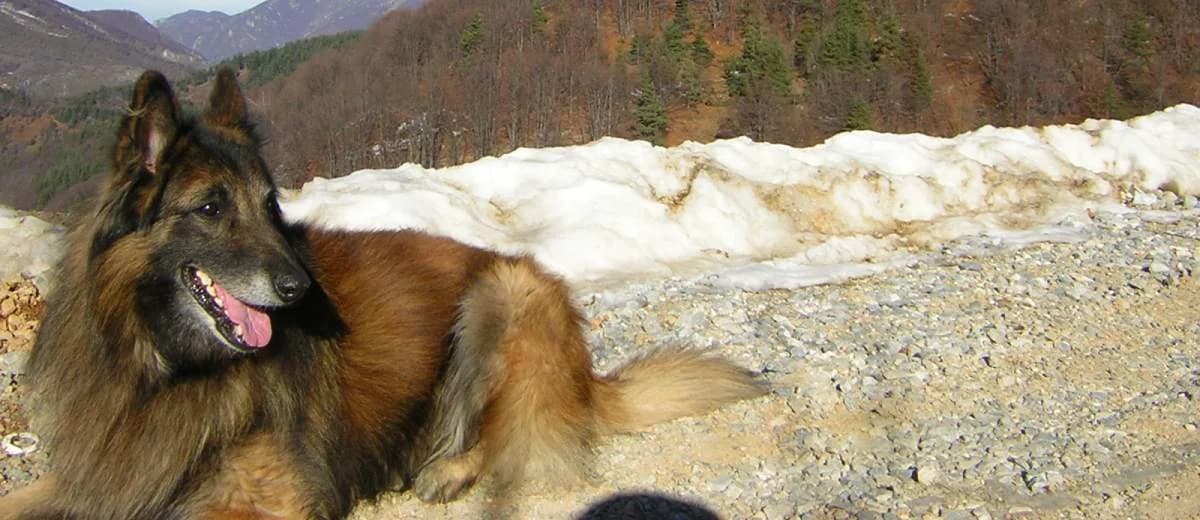 Foto van de Tervuerense herder