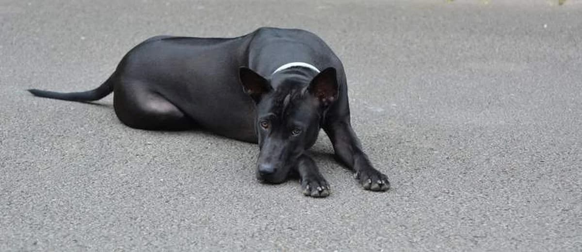 Foto van de Thai ridgeback
