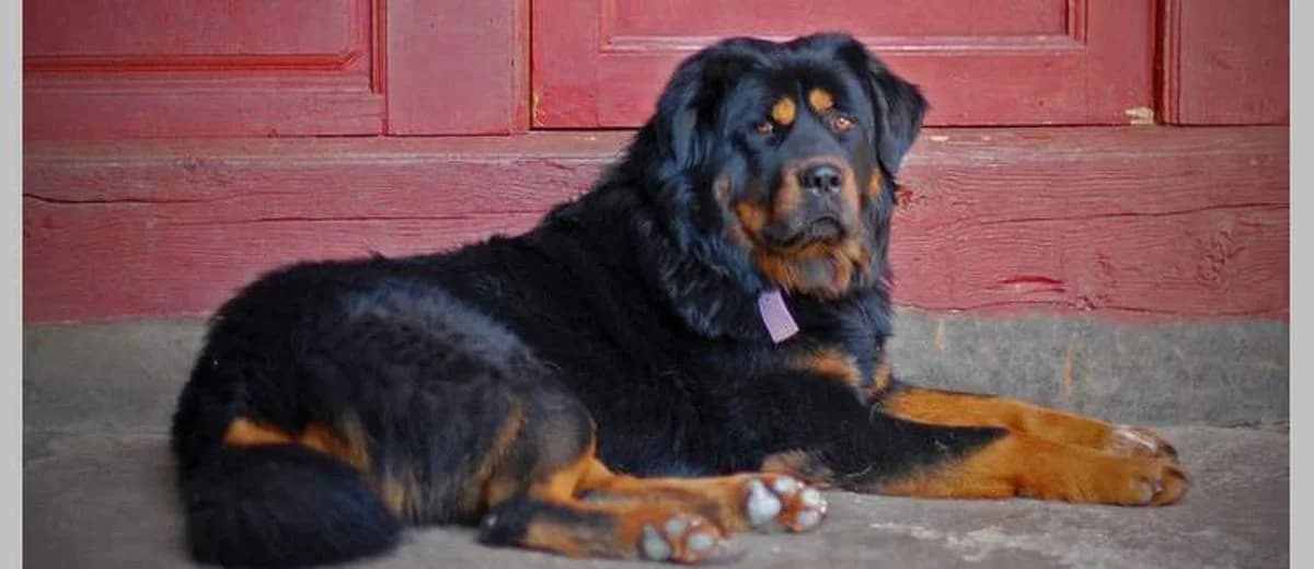 Foto van de Tibetaanse Mastiff