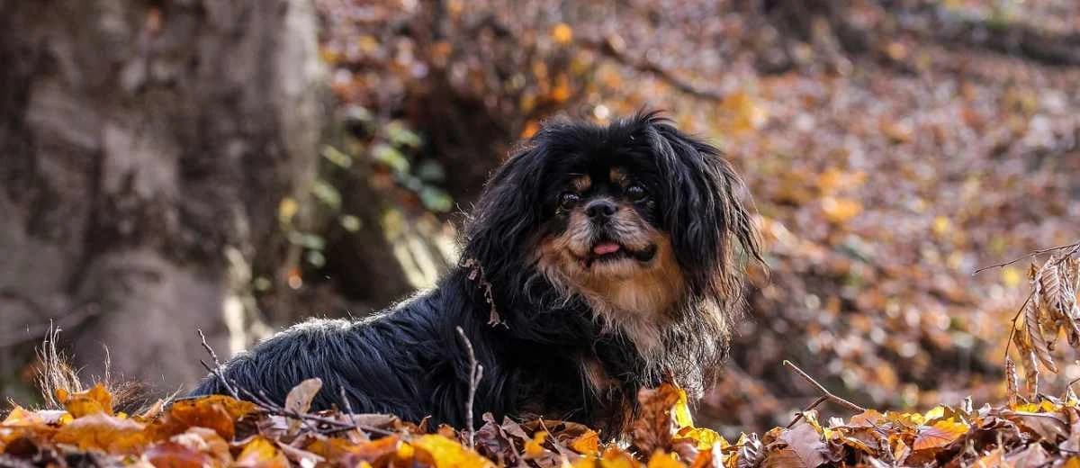 Foto van de Tibetaanse spaniël
