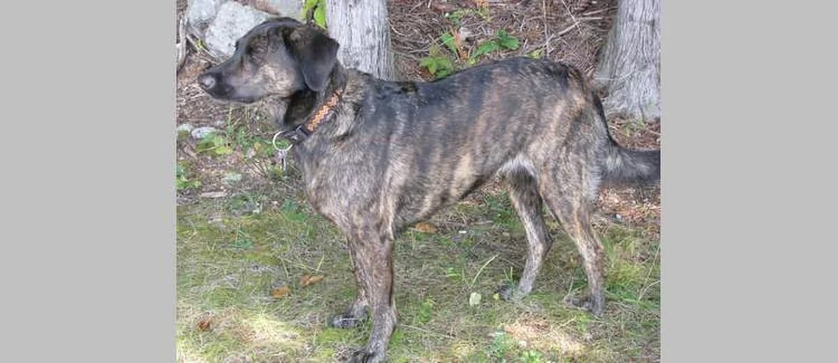 Foto van de Treeing Tennessee Brindle