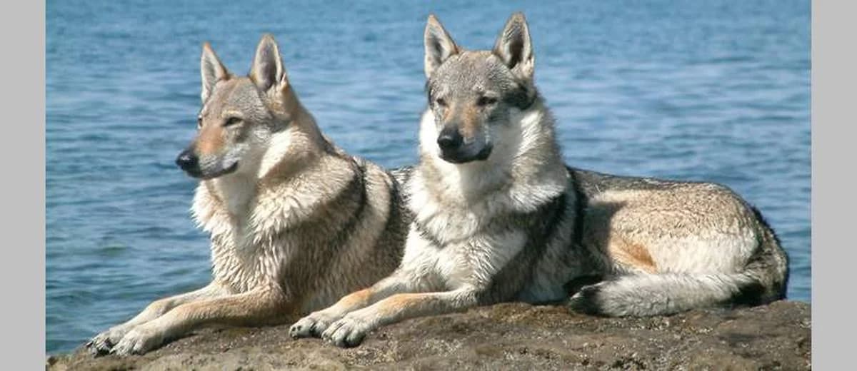 Foto van de Tsjechoslowaakse Wolfhond