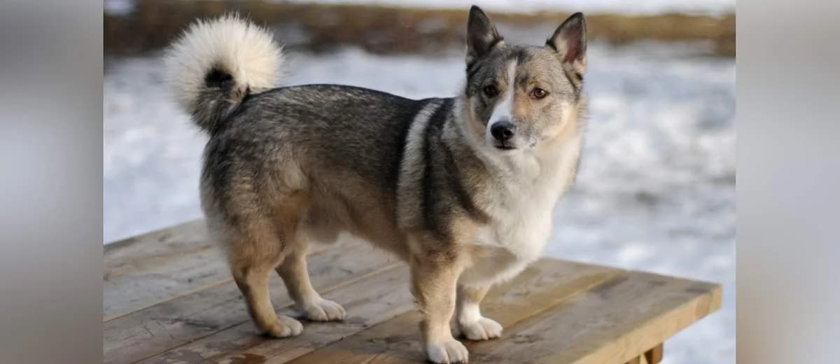 Foto van de Västgötaspets