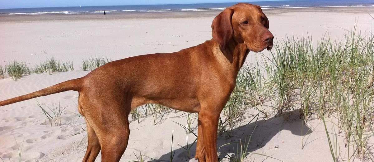 Foto van de Vizsla korthaar