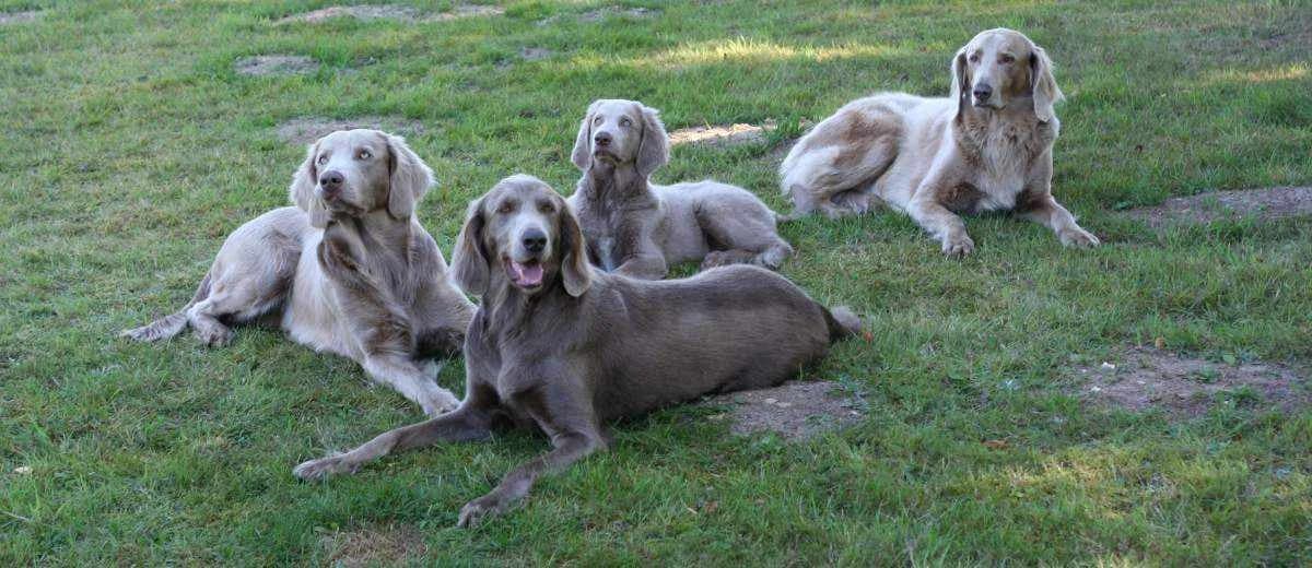 Foto van de Weimaraner Langharig