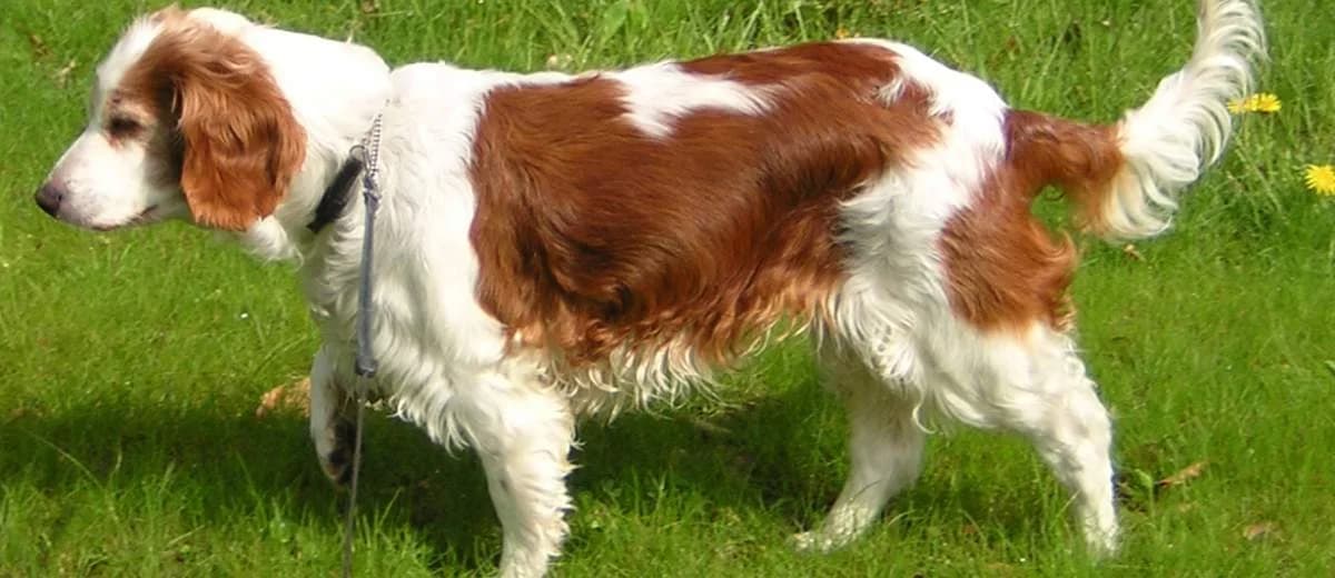 Foto van de Welsh Springer Spaniel