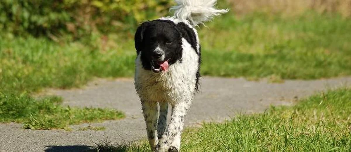 Foto van de Wetterhoun