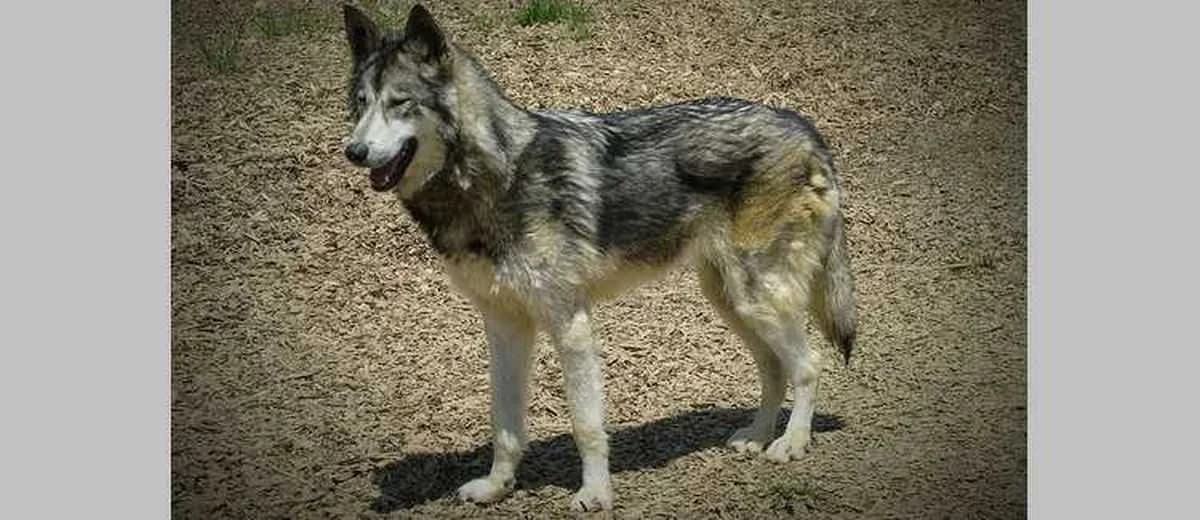 Foto van de Wolfhond (Hybride wolf)
