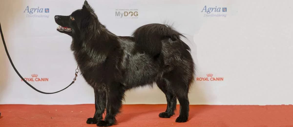 Foto van de Zweedse Lappenhond