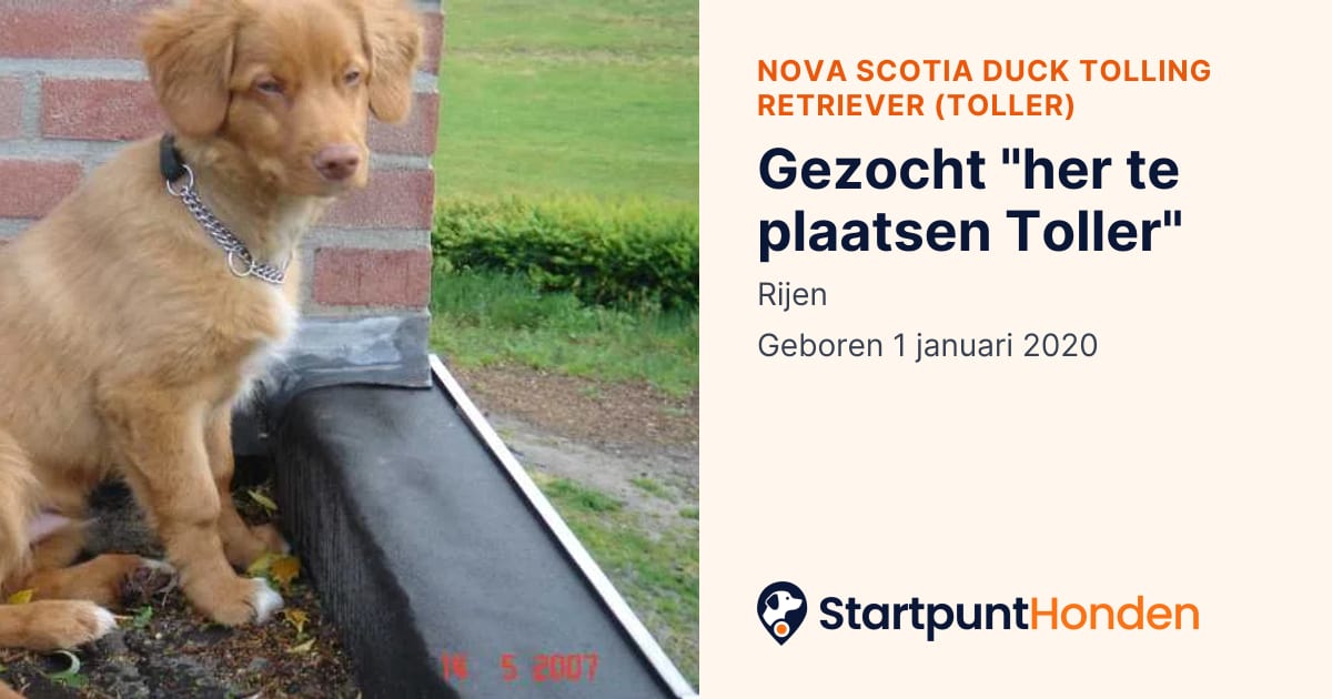 Nova Scotia Duck Tolling Retriever (Toller) te koop in Rijen