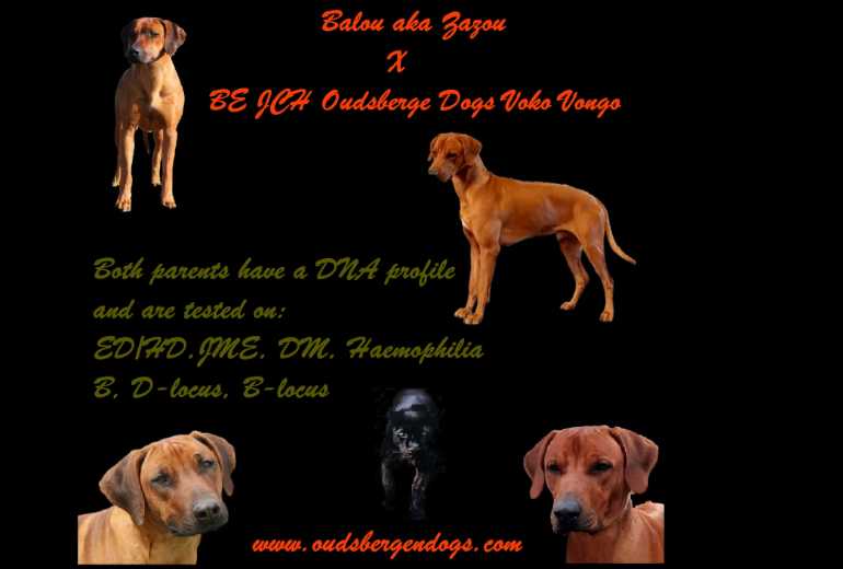 Te koop Rhodesian Ridgeback pups met stamboom, Rhodesian Ridgeback