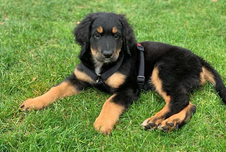 Te koop Hovawart pups verwacht, Berner Sennenhond