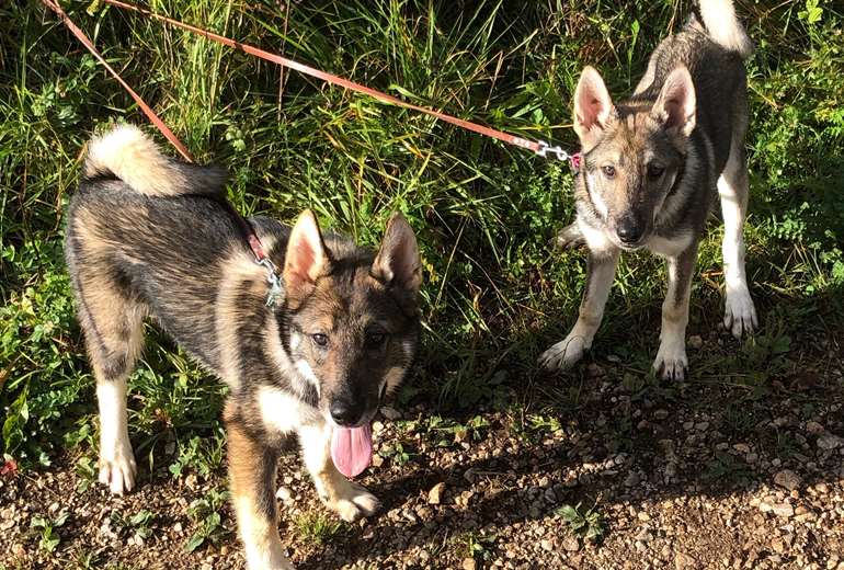 West siberische laika pups zeer mooi