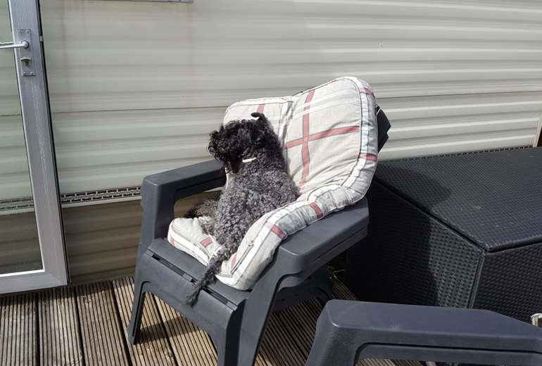 Kerry Blue Terrier Puppy’s