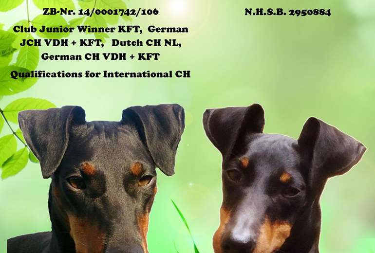 Manchester terrier puppy's verwacht eind maart