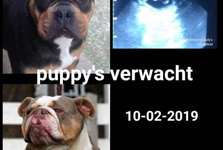 Te koop Amazing bully's oeb verwacht puppy's, Olde English Bulldogge