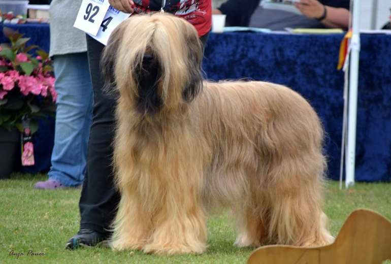 Te koop VERWACHT: Zwarte en fauve Briardpupjes met FCI stamboom, Briard