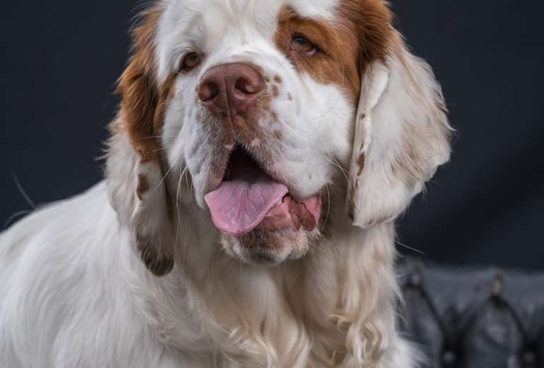 Te koop clumber spaniel pups van Heidi Bumblebee in 2019?, Clumber Spaniel