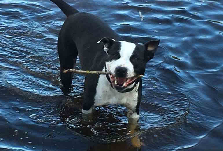 Te koop Herplaatsen hond , Amerikaanse Staffordshire Terriër 