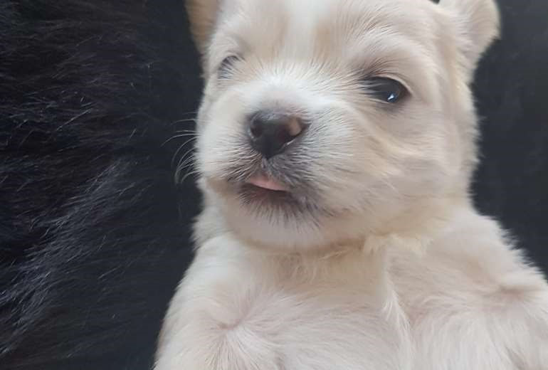 Te koop Nog 1 lhas apso teefje  , Lhasa Apso