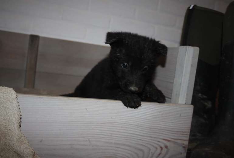Foto van Zwarte Duitse Herder Pups uit bekende werklijnen, Duitse herder