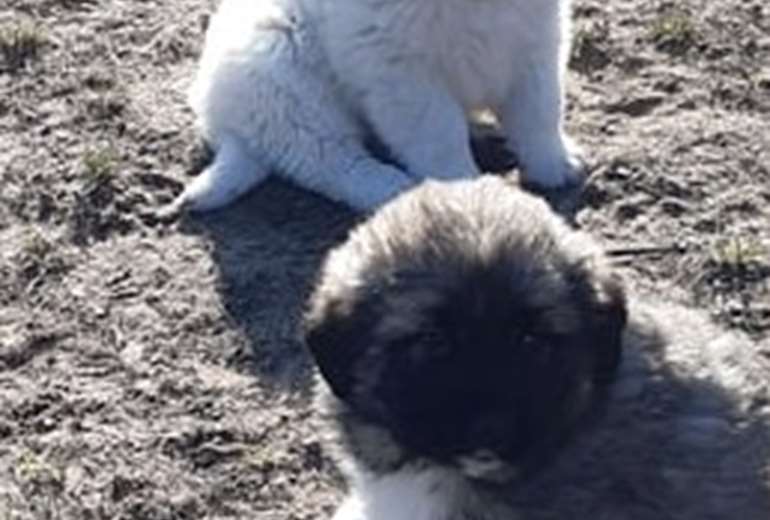 Centraal Aziatische Ovcharka pups