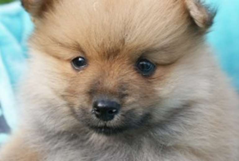Foto van Pup gezocht , Pomeranian